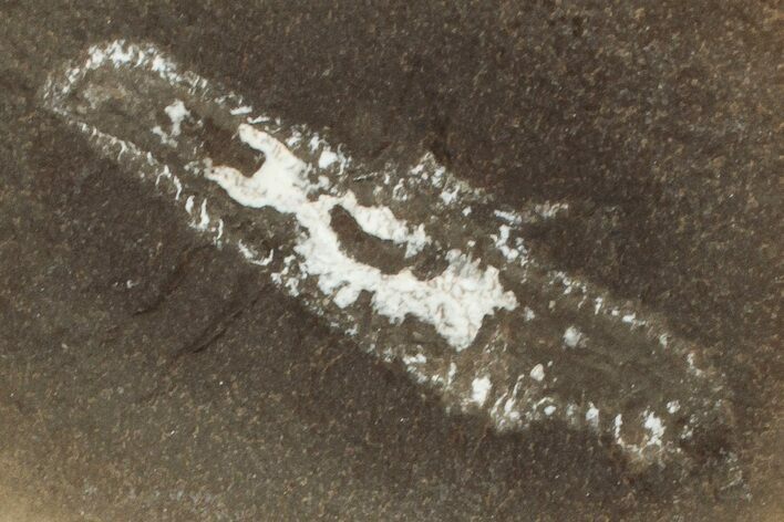 Fossil Polychaete Worm (Astreptoscolex) Pos/Neg - Illinois #262550